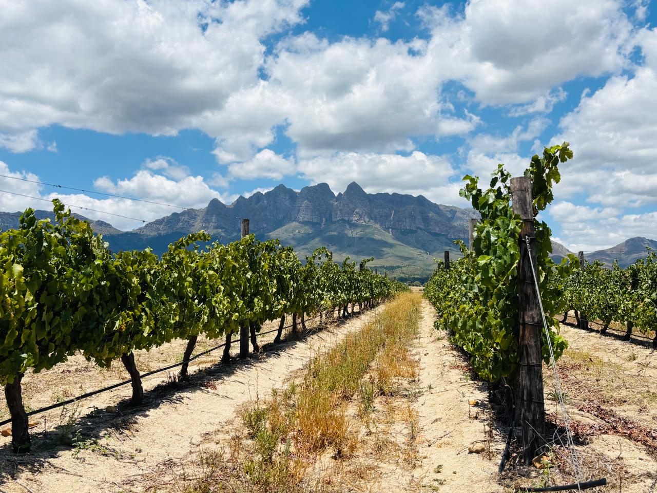 WhatsApp Image 2026-01-20 at 13.35.41